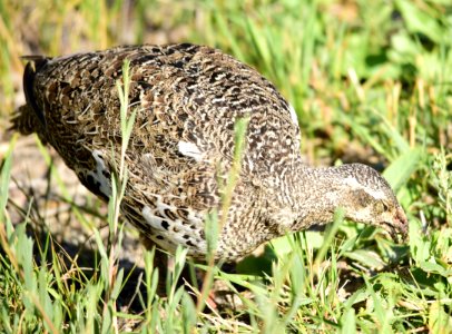 Greater sage-grouse at Seedskadee National Wildlife Refuge