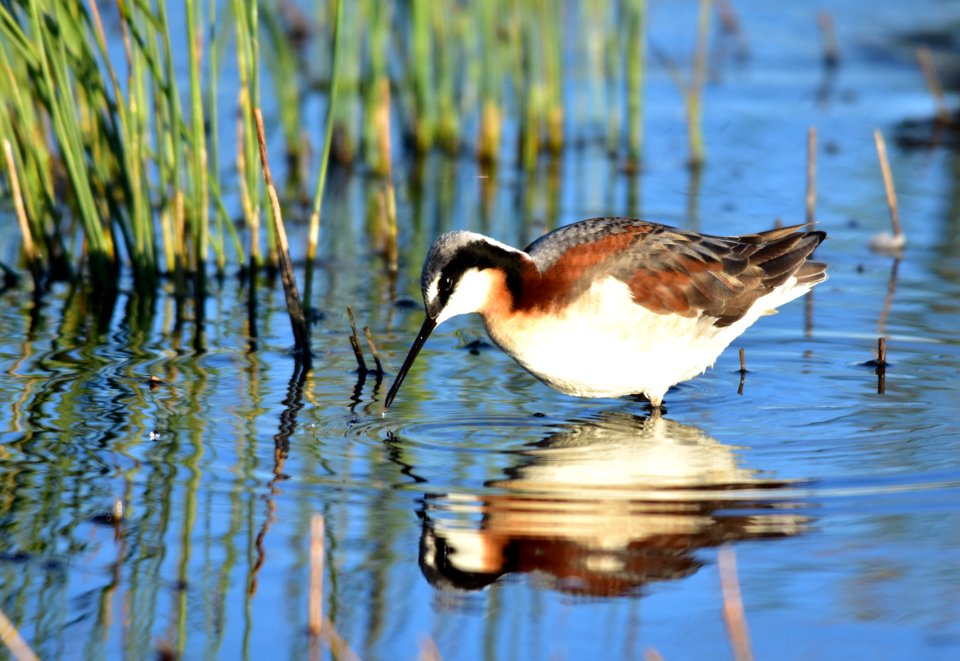 Wilson's phalarope at Seedskadee National Wildlife Refuge