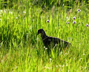 Greater sage-grouse at Arapaho National Wildlife Refuge