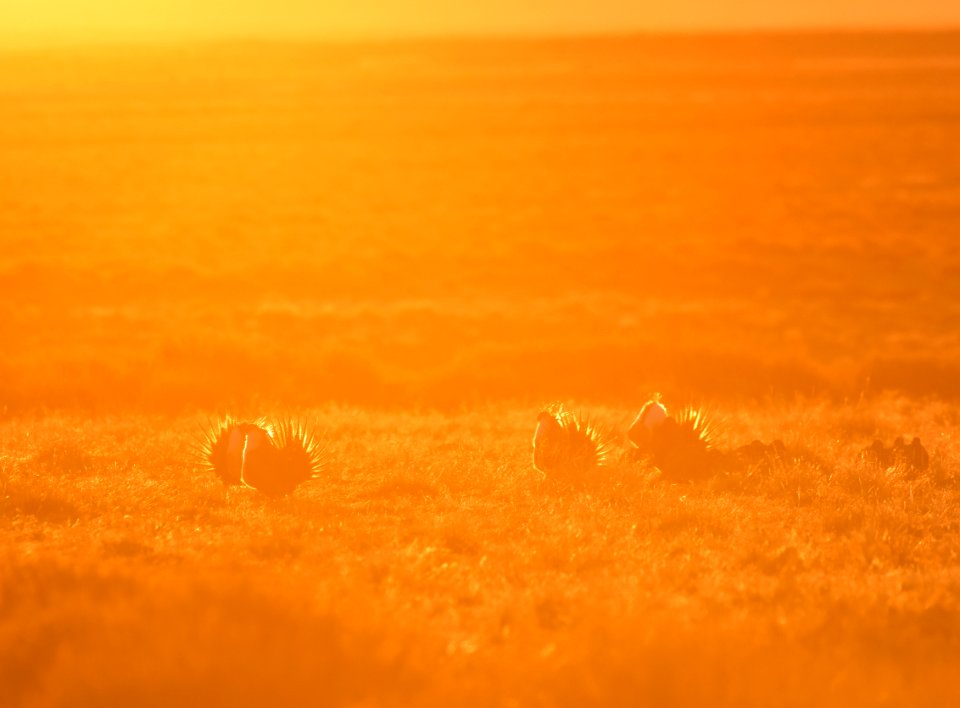 Greater sage-grouse near Seedskadee National Wildlife Refuge