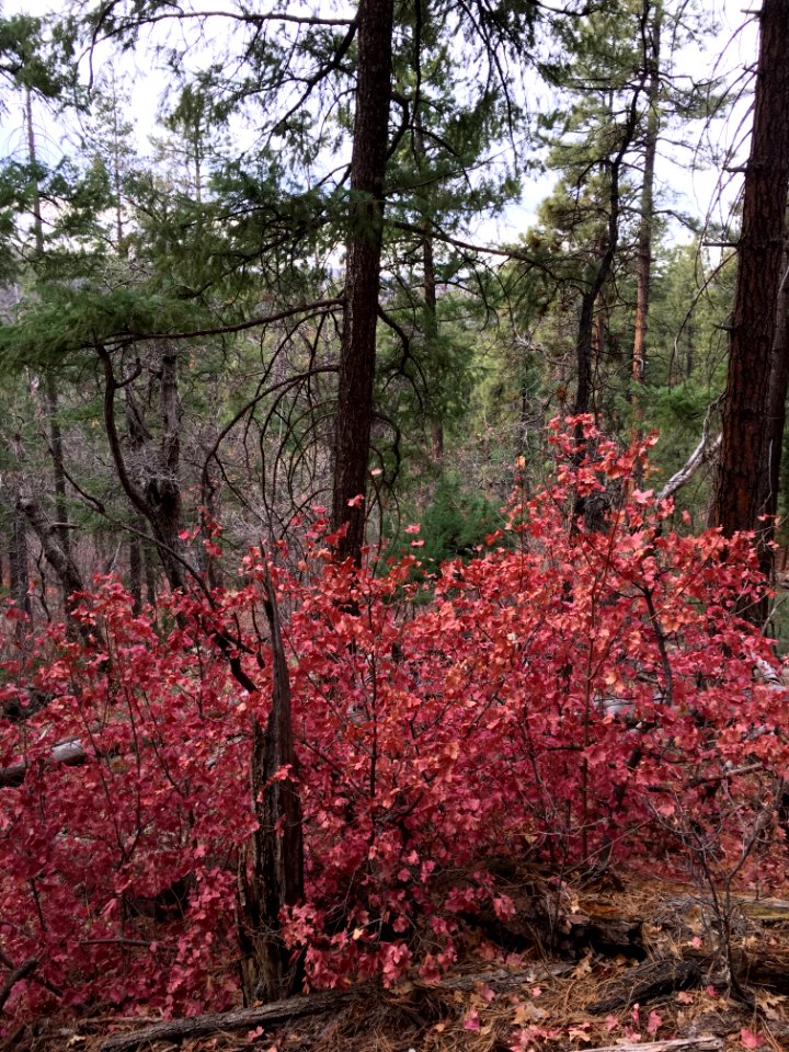 Red Maples With Leaves in January