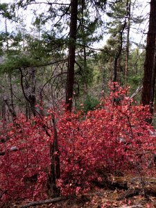 Red Maples With Leaves in January