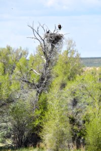 Bald eagle at Seedskadee National Wildlife Refuge