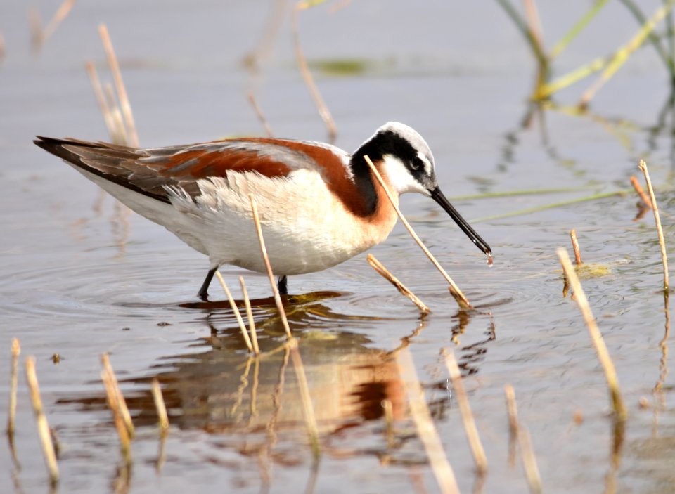 Wilson's phalarope at Seedskadee National Wildlife Refuge