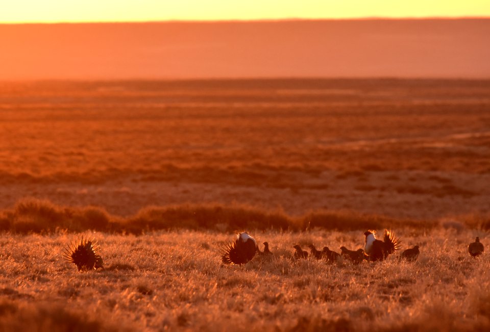 Greater sage-grouse near Seedskadee National Wildlife Refuge