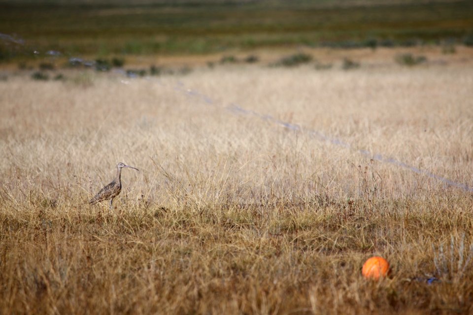 Curlews & Irrigation