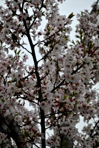 Yeouido Park Spring 2016