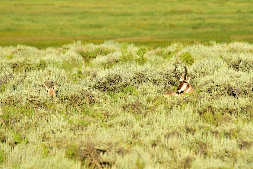 Pronghorn at Arapaho National Wildlife Refuge