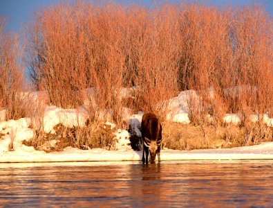 Moose at Seedskadee National Wildlife Refuge