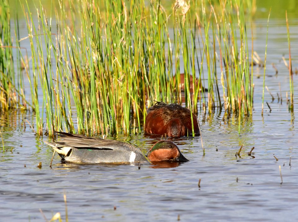 Green-winged teal at Seedskadee National Wildlife Refuge