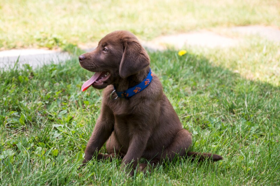 Labrador puppy chocolate