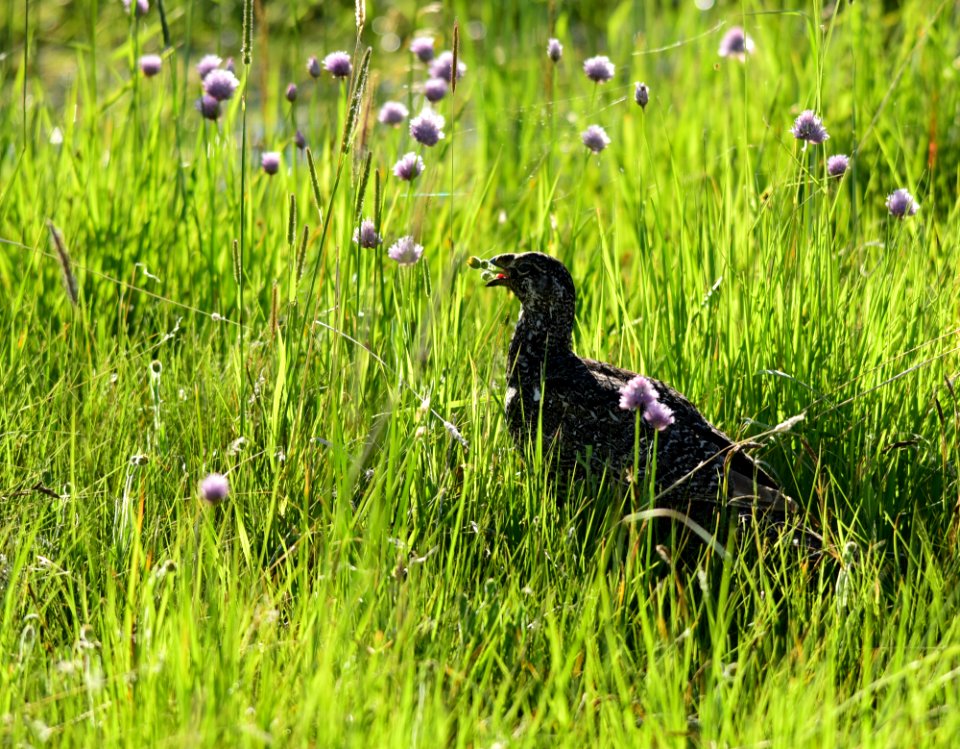 Greater sage-grouse at Arapaho National Wildlife Refuge
