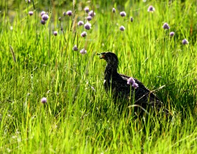 Greater sage-grouse at Arapaho National Wildlife Refuge