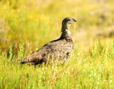 Greater sage-grouse at Seedskadee National Wildlife Refuge