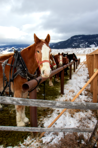 Sleigh Rides photo