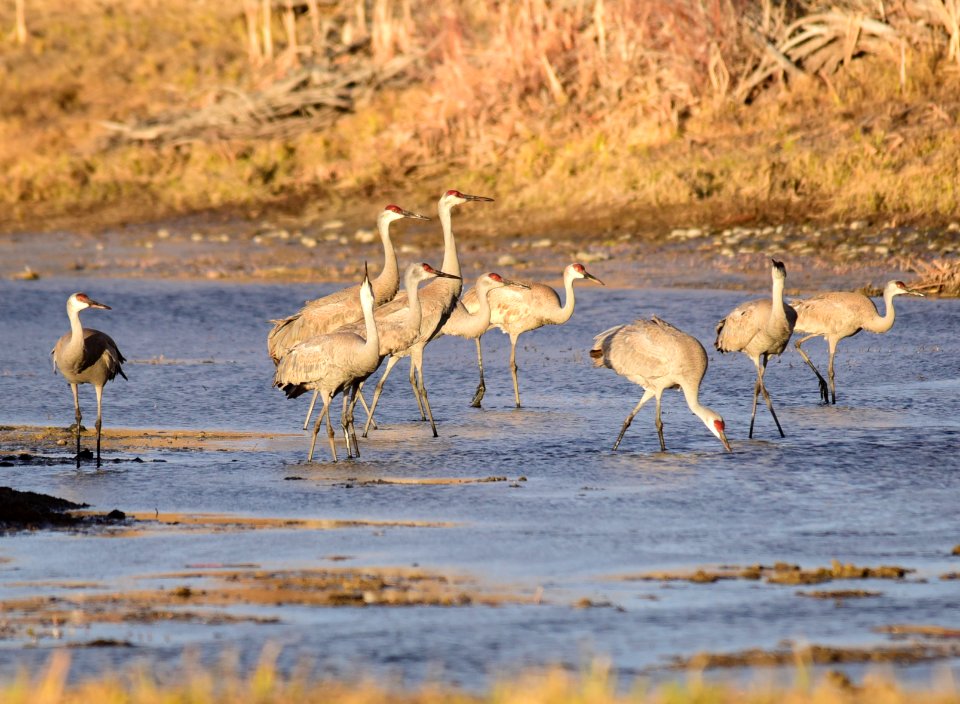 Sandhill cranes at Seedskadee National Wildlife Refuge