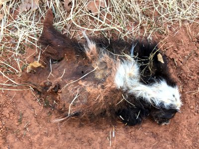 This Skunk Is Not Sure Why It Crossed the Road Either