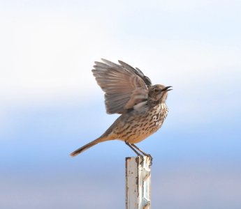 Sage Thrasher, Scott Somershoe photo