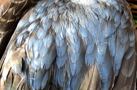 Blue-winged teal wing