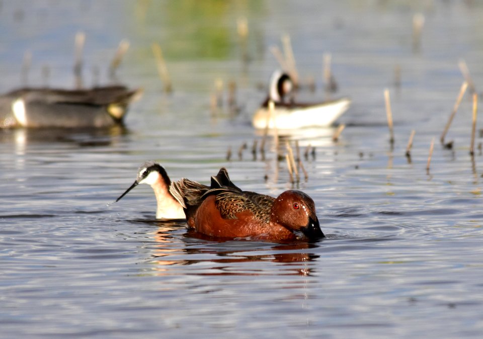 Cinnamon teal at Seedskadee National Wildlife Refuge
