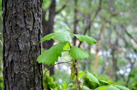 Bukhansan National Park