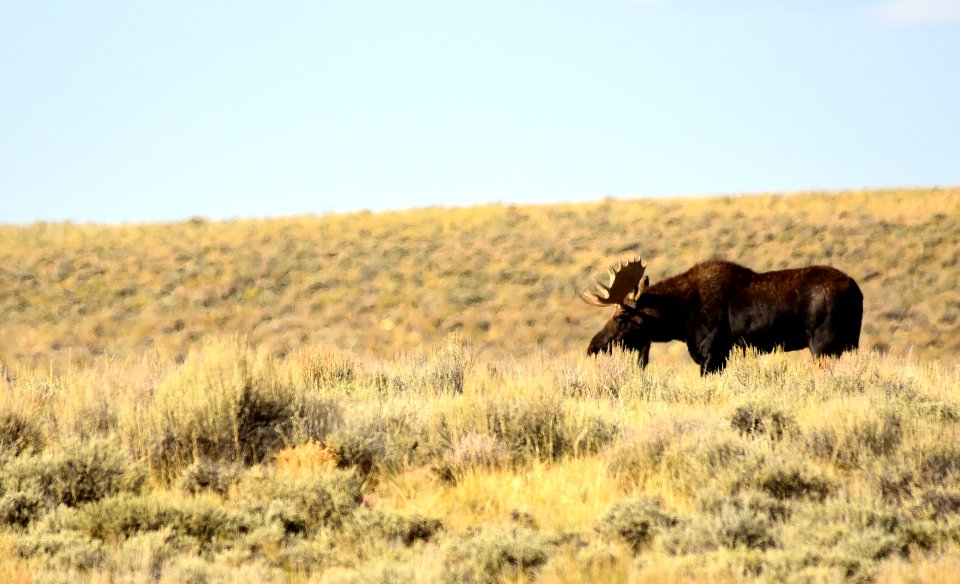Moose at Seedskadee National Wildlife Refuge