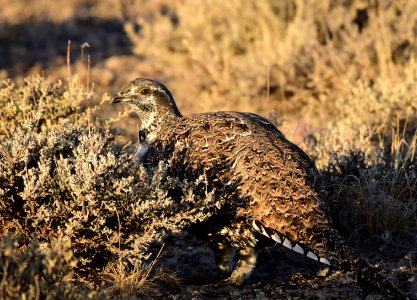 Greater sage-grouse at Seedskadee National Wildlife Refuge