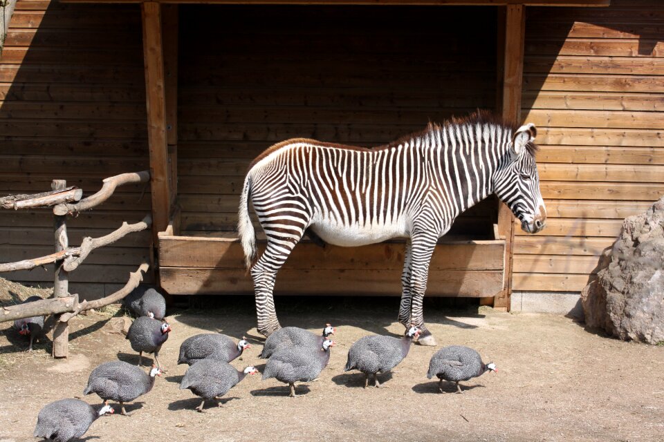 Zoo zebra animal