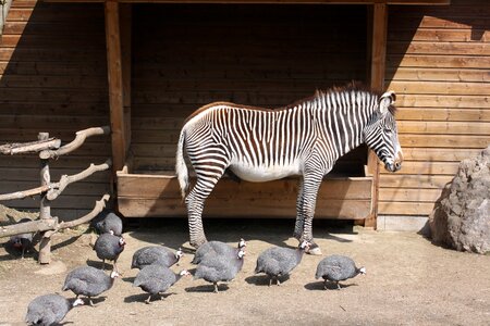 Zoo zebra animal photo