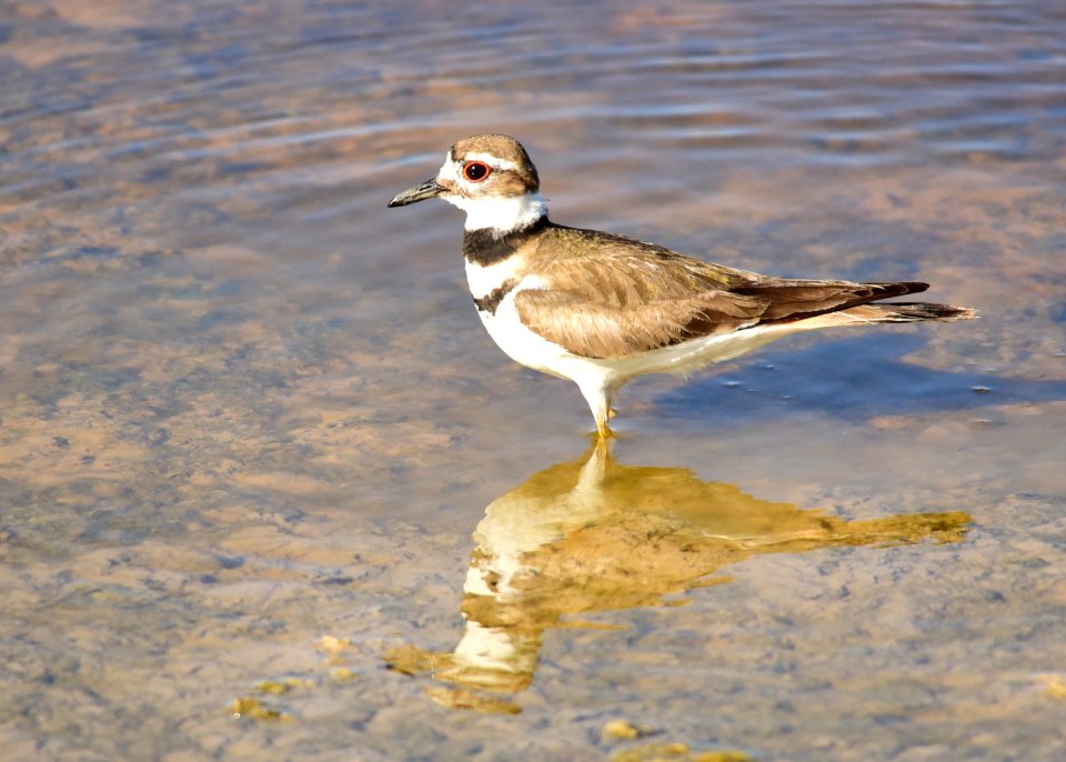 Killdeer at Seedskadee National Wildlife Refuge