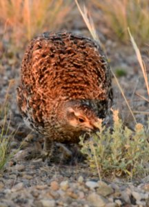 Greater sage-grouse at Seedskadee National Wildlife Refuge