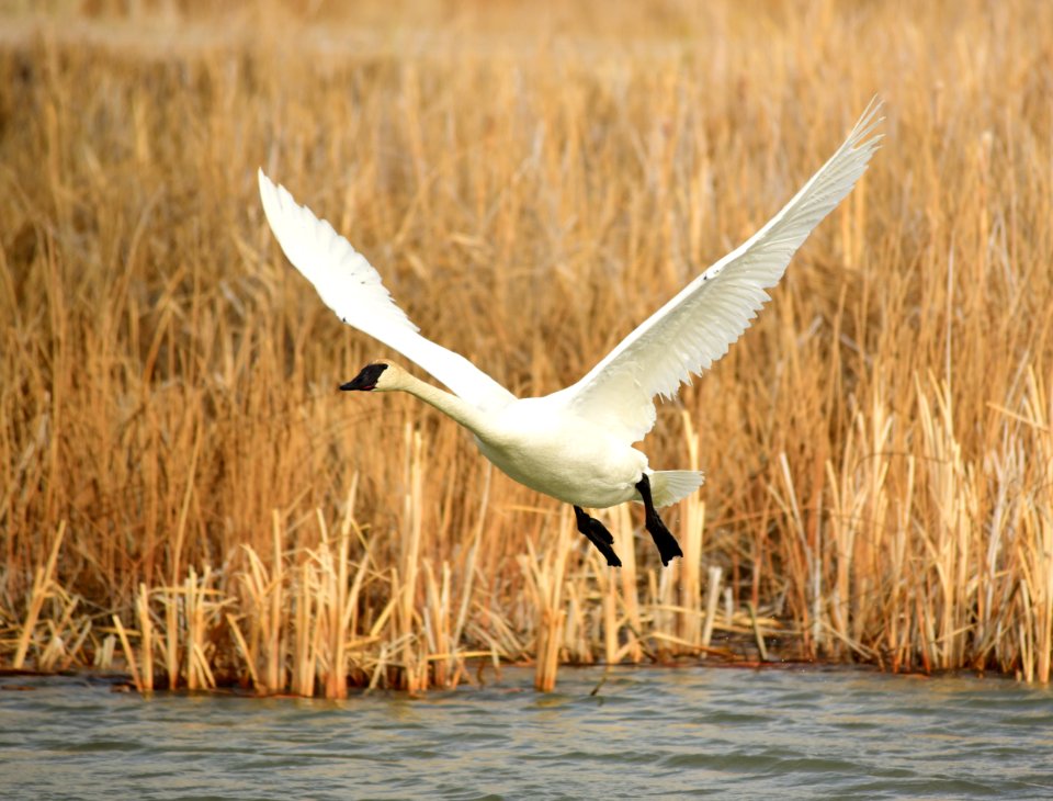 Trumpeter Swan at Seedskadee National Wildlife Refuge