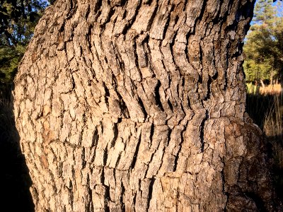 Oak Contours