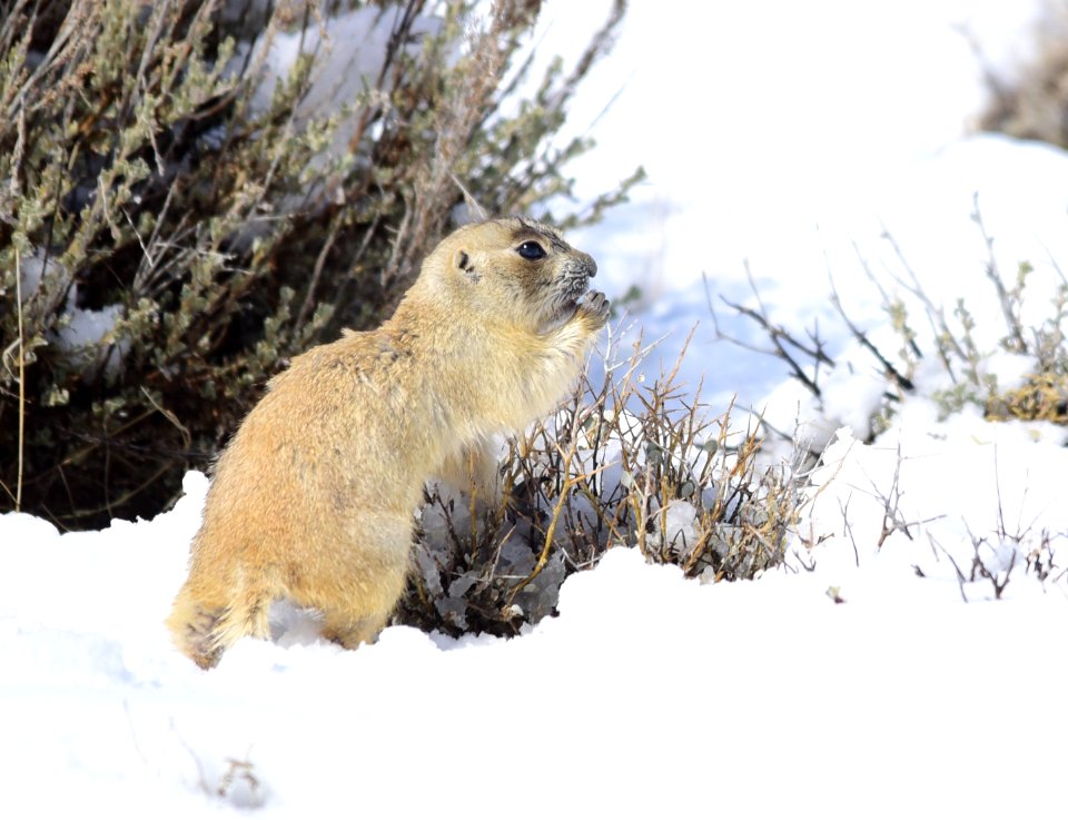 White-tailed prairie dog at Seedskadee National Wildlife Refuge