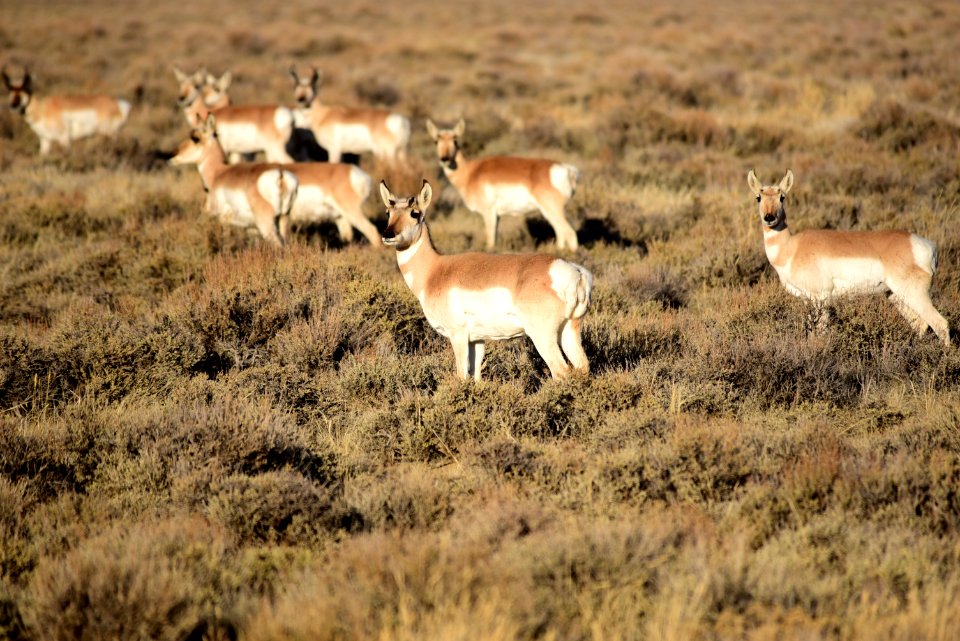 Pronghorn at Seedskadee National Wildlife Refuge