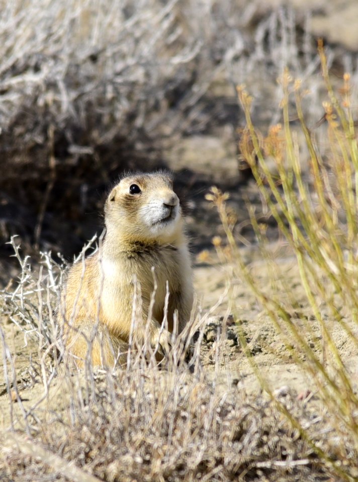 White-tailed prairie dog at Seedskadee National Wildlife Refuge