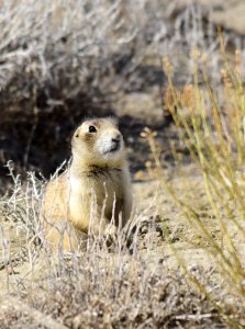 White-tailed prairie dog at Seedskadee National Wildlife Refuge