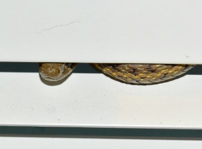 Wandering Garter Snake at Seedskadee National Wildlife Refuge