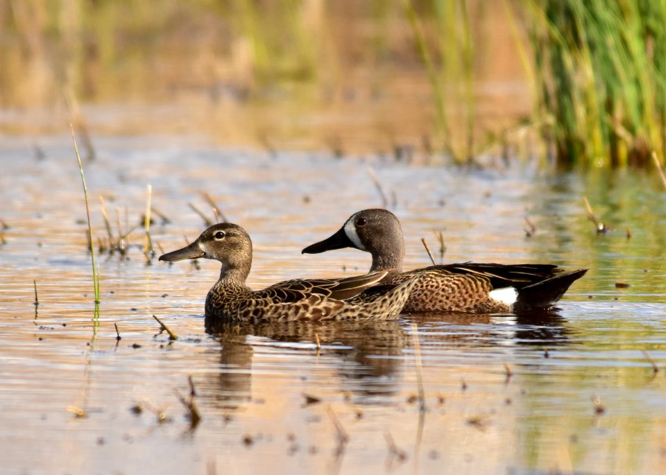 Blue-winged teal at Seedskadee National Wildlife Refuge