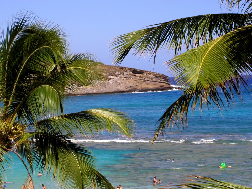 Hanauma Bay Palms