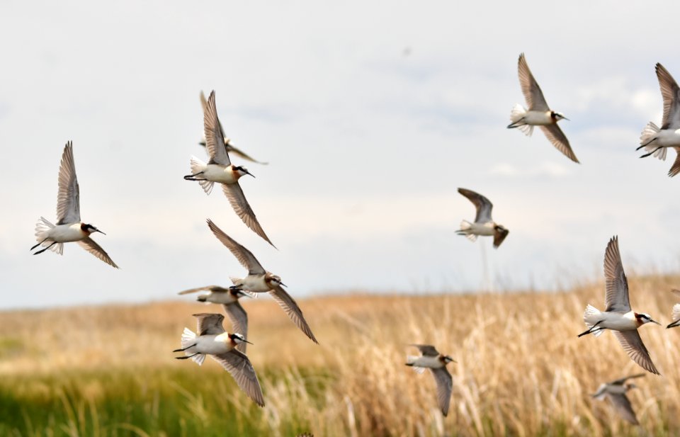 Wilson's phalarope at Seedskadee National Wildlife Refuge