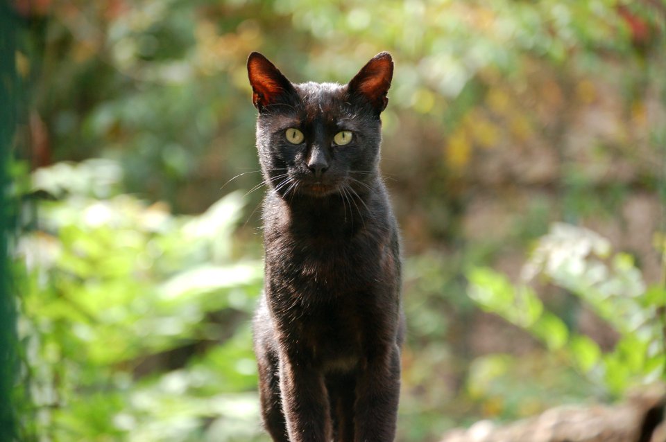 Le chaton - Mačka Alifakovačka