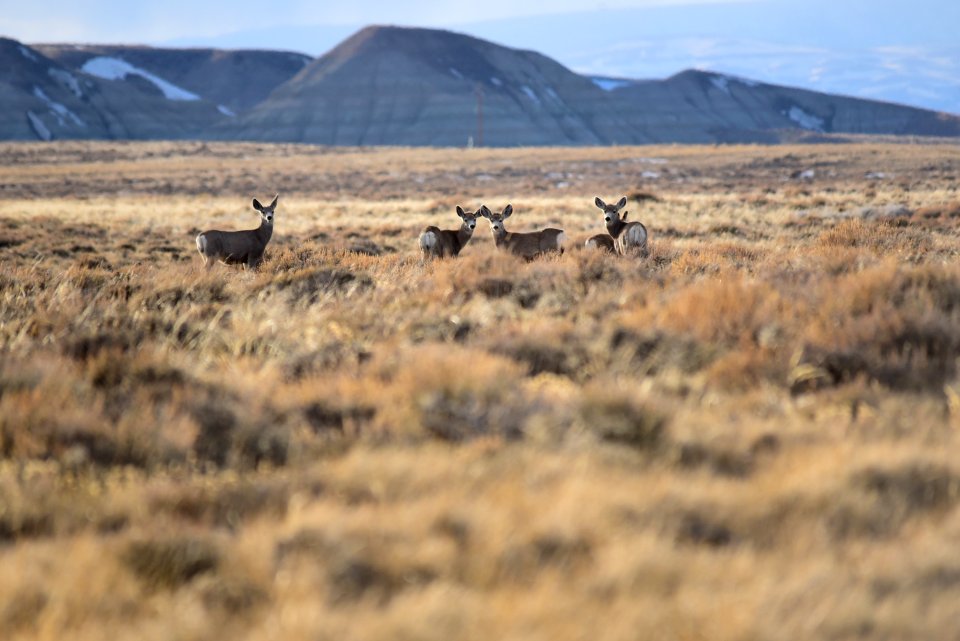 Mule deer at Seedskadee National Wildlife Refuge