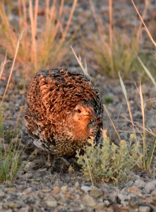Greater sage-grouse at Seedskadee National Wildlife Refuge
