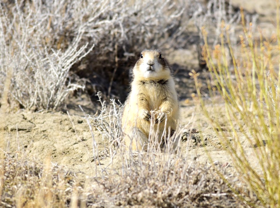 White-tailed prairie dog at Seedskadee National Wildlife Refuge