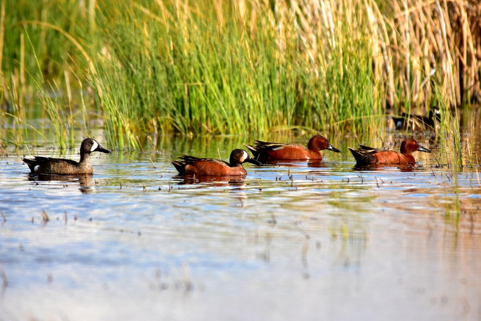Cinnamon X blue-winged teal cross at Seedskadee National Wildlife Refuge