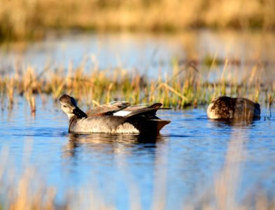 Gadwall at Seedskadee National Wildlife Refuge
