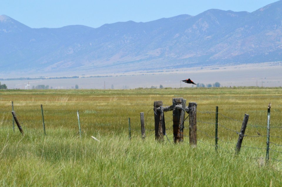 Red Winged Black Bird