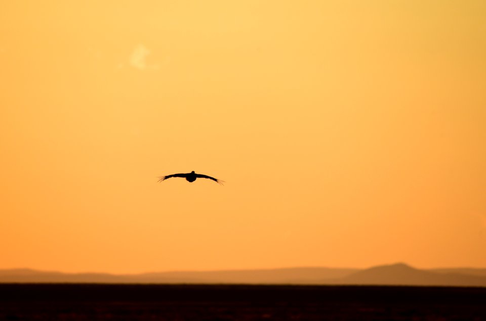 Greater sage-grouse at Seedskadee National Wildlife Refuge