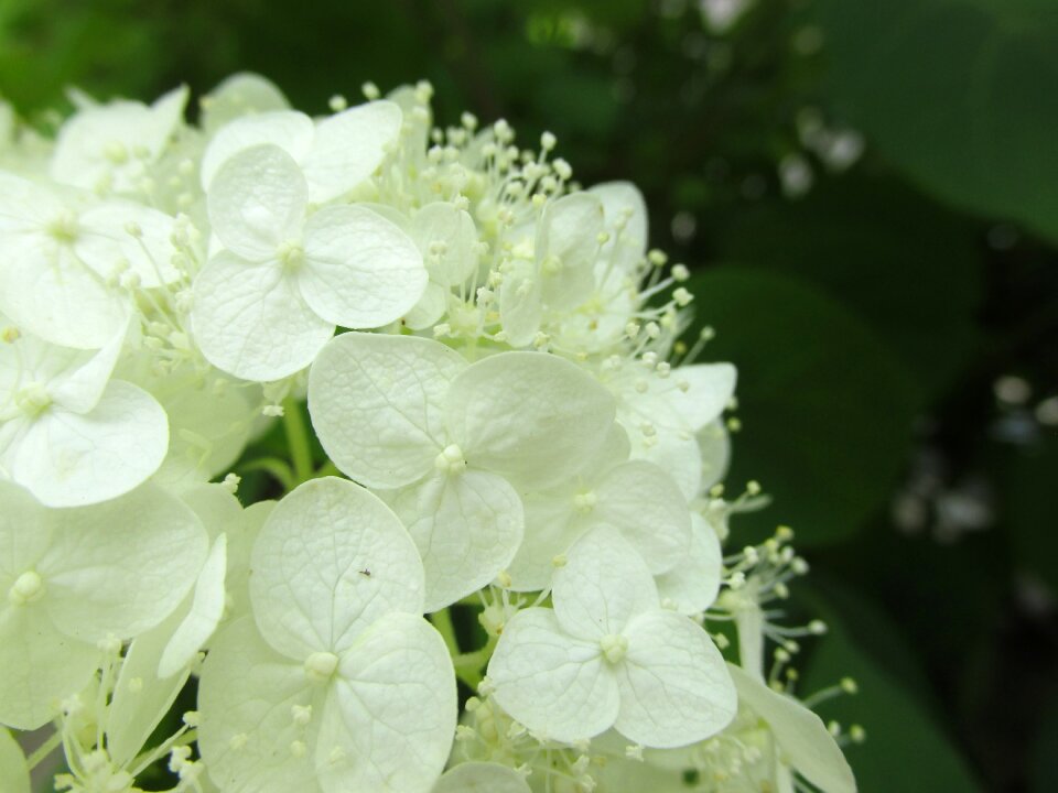 White-flowered deciduous árnyéki